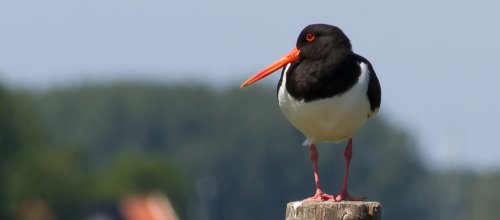 Scholekster